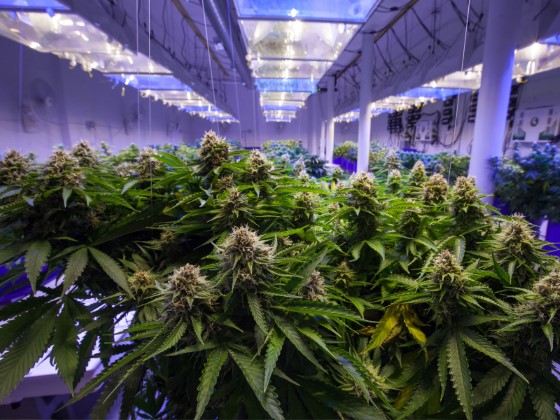 Největší výhodou indoor pěstování je jistě možnost kontroly naprosto každho faktoru, jež růst rostlin, potažmo výslednou kvalitu, ovlivňuje